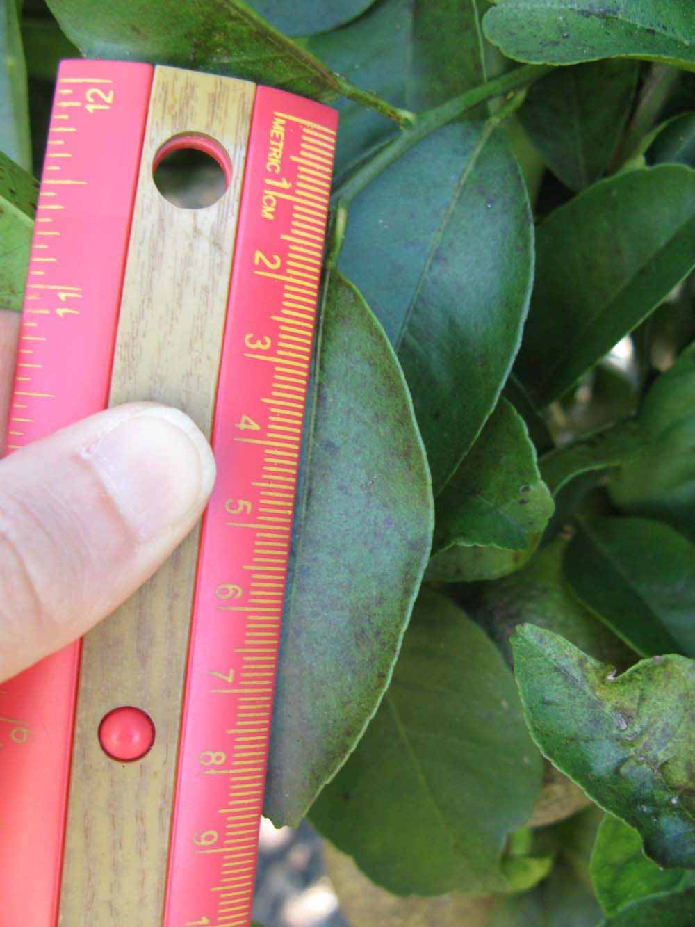              Unifoliolate leaf (Winter Haven, FL)       